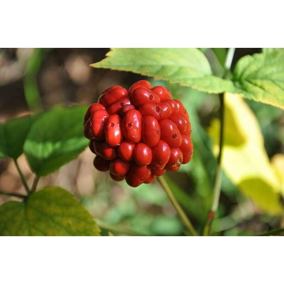 American Ginseng Seeds for Planting (50 Seeds) Ready to Plant