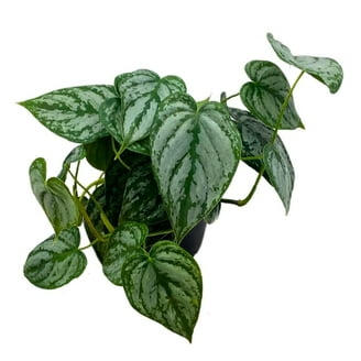 Anthurium Clarinervium Matuda, 4 inch, Velvet Cardboard Rare Anthurium -  Walmart.com