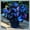 Hosta-B, variant on Perennial Butterfly Flower Hostas— Low-Maintenance-Spotted Hostas  — Perennial Garden Favorites — An Ideal Choice(Non-Artificial)