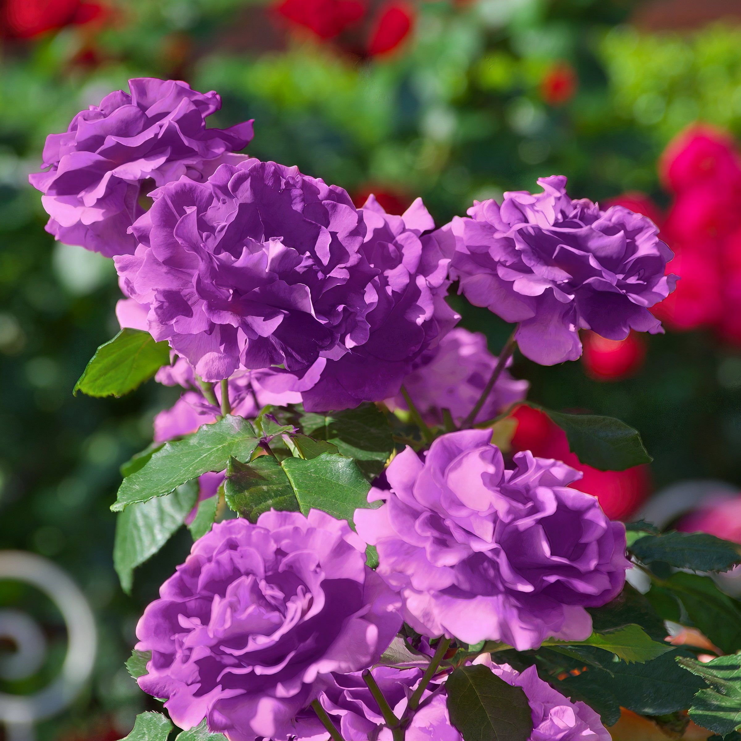 Bare Root Angel Face Rose with Purple Flowers (2-Pack)