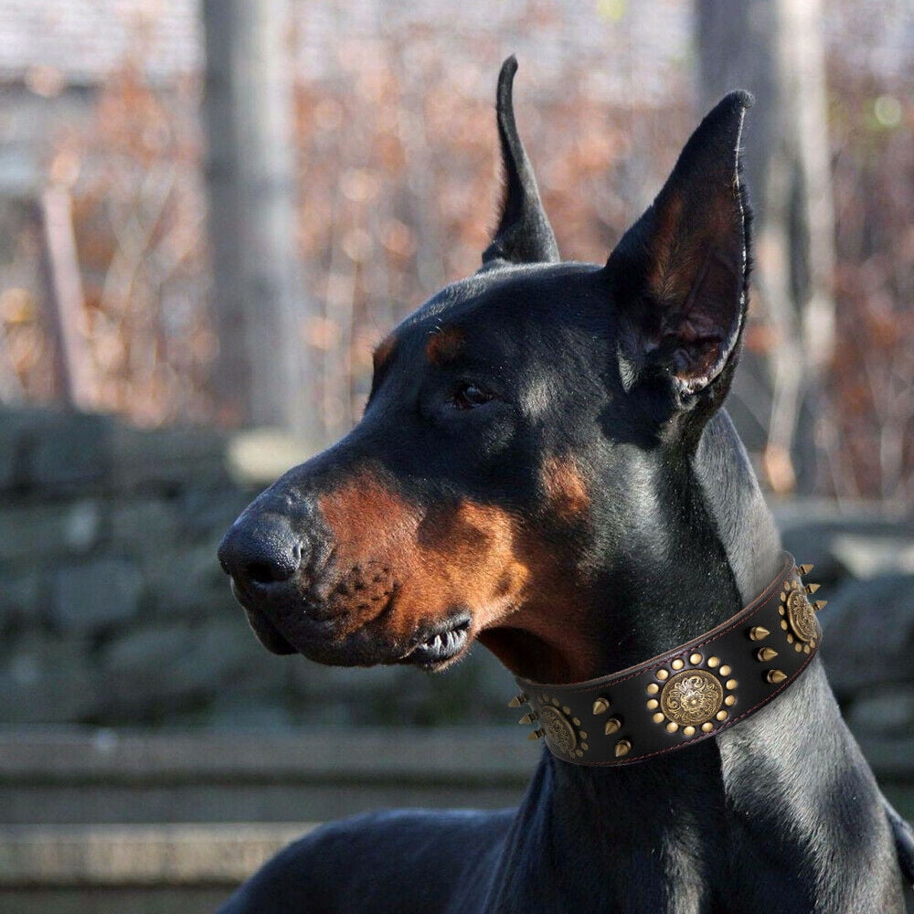 Didog Genuine Leather Spiked Studded Medium Large Dog Collar- Heavy Duty Pet Collars Wide Adjustable Rivet Neck Strap Pitbull Mastiff(Black,L)