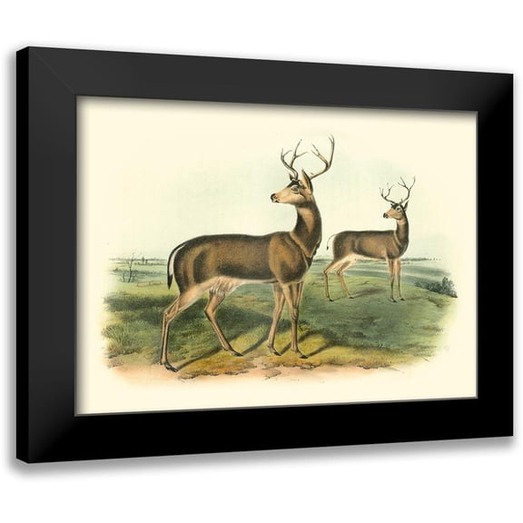 Audubon, John James 14x11 Black Modern Framed Museum Art Print Titled - Columbian Black-tailed Deer