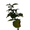 thumbnail image 4 of Nova Red Raspberry Plant - Very Hardy - 3.25" Pot, 4 of 4