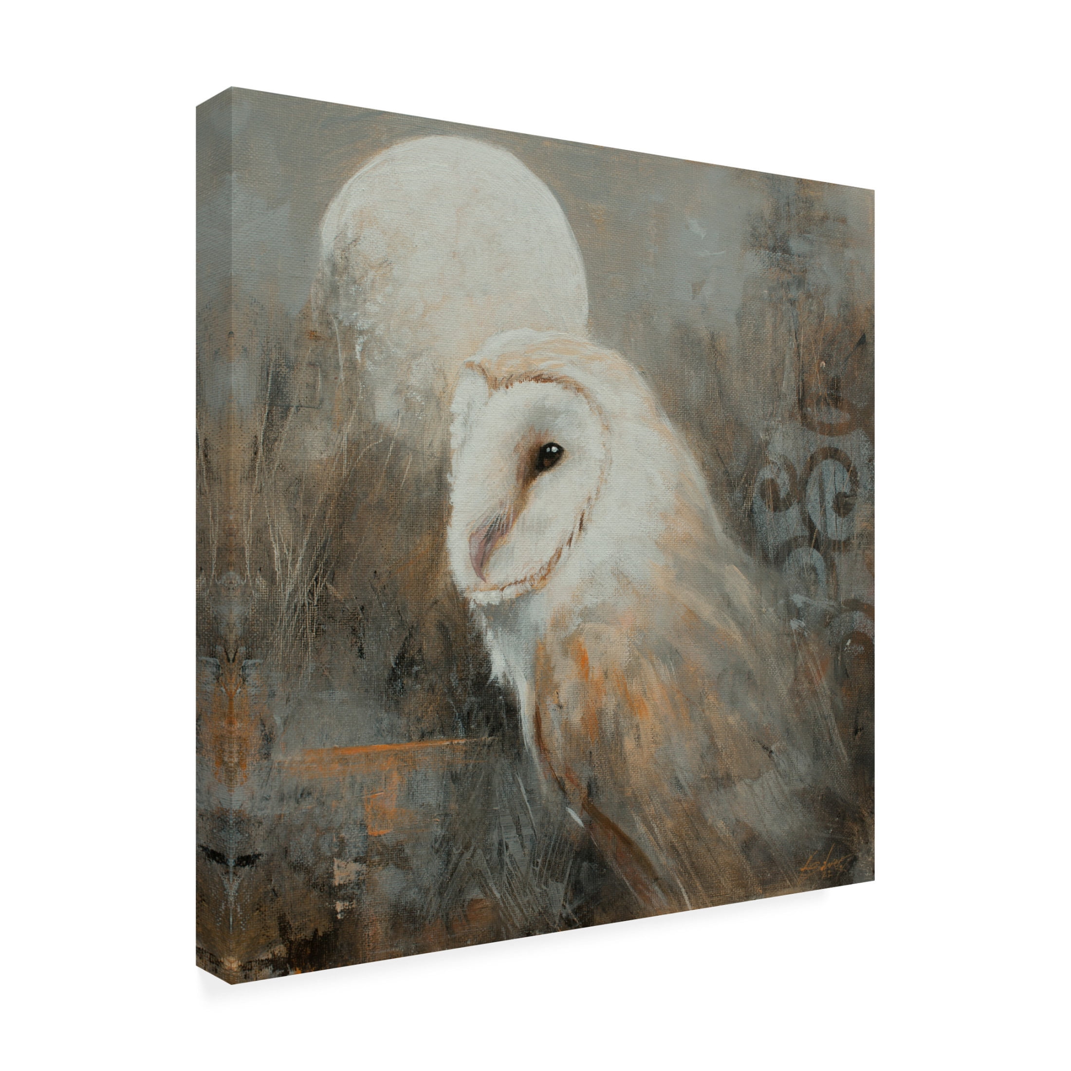 Canvas Wall Art - John Silver 'Barn Owl 2' Wall Art for Living Room, Bedroom, or Office Décor by Trademark Fine Art - 24 x 24 Inches