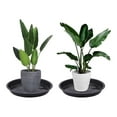 thumbnail image 4 of NIBOLOG 10Pcs 10Sizes Plastic Round Shape Home Garden Flower Pot Planter Tray Saucers, 4 of 8