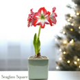 thumbnail image 3 of Easy to Grow Amaryllis Minerva Bulb Planted in a Holiday Square Pot Indoor, 3 of 7