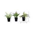 thumbnail image 3 of Vickerman FE192106 Assortiment de Fougères Vertes en Pot de 10 Po - Lot de 3, 3 of 3