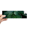 thumbnail image 1 of Dark Picture Nature Rectangle Bumper Sticker Notebook Window Decal, 1 of 1