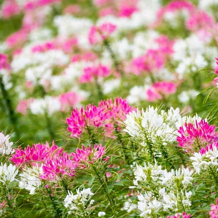 Cleome Spider Flower Drought Resistant Plants For Xeriscape Landscaping - 2000 Seeds