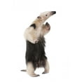 thumbnail image 2 of Collared Anteater Tamandua Tetradactyla Wall Decal by Wallmonkeys Peel and Stick Graphic (48 in H x 26 in W) WM300894, 2 of 4