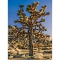 thumbnail image 2 of Perry, Rachel 12x14 White Modern Wood Framed Museum Art Print Titled - Views of Joshua Tree II, 2 of 4