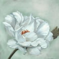 thumbnail image 2 of Broome, Marianne 26x26 Black Ornate Wood Framed with Double Matting Museum Art Print Titled - Precious Peony I, 2 of 4