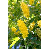 Pineapple Broom Tree Seeds for Planting (10 Seeds) - Argyrocytisus battandieri