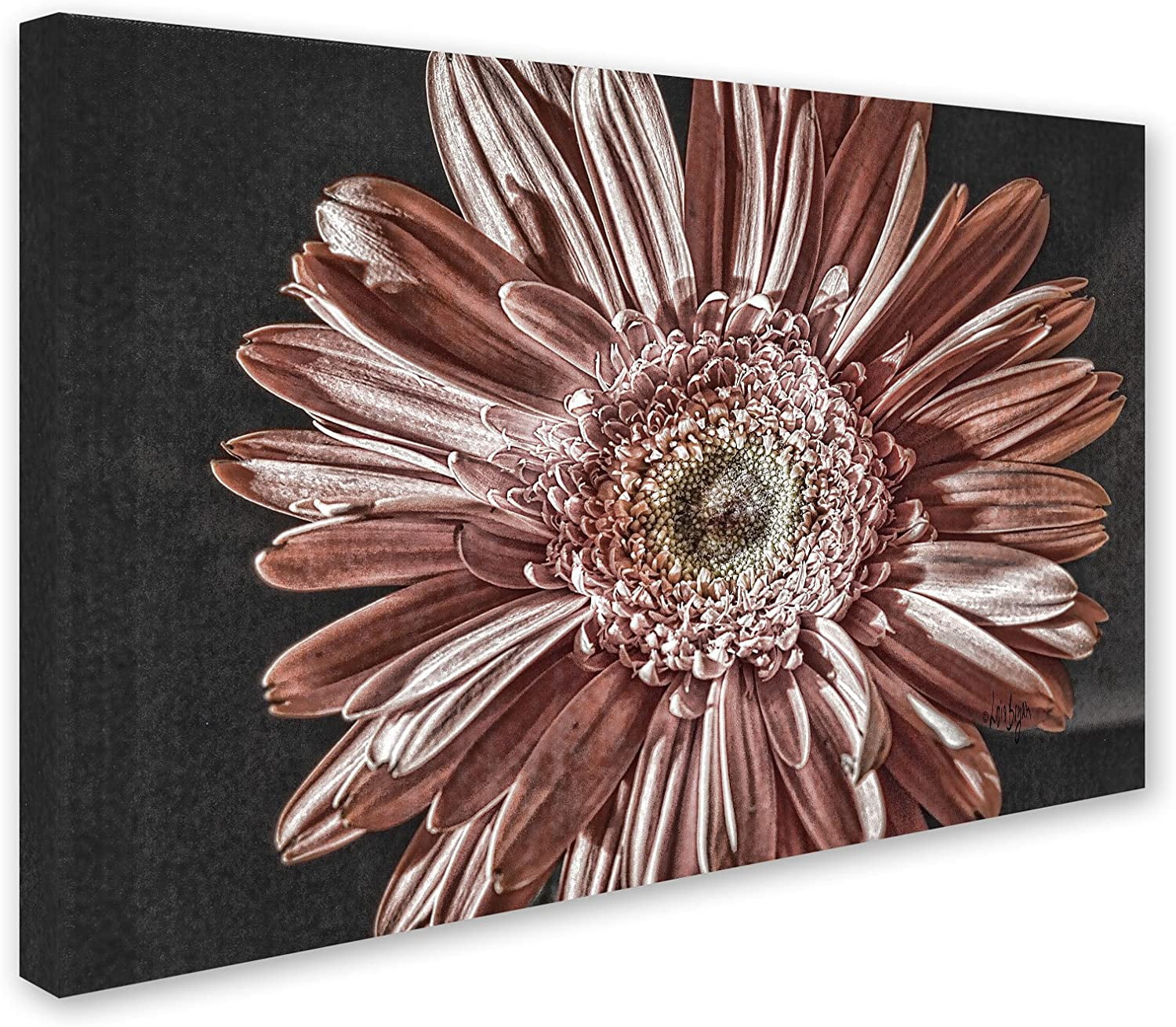 Trademark Fine Art "Silvery Pink" Canvas Art by Lois Bryan