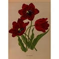 thumbnail image 3 of Arentine H. Arendsen 18x24 Black Modern Framed Museum Art Print Titled - Tulip Gesneriana (1872-1881), 3 of 5