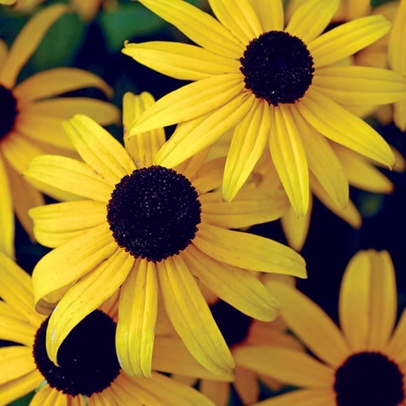 GSDWIUEW Perennial Black-Eyed Susan ~300 Seeds Rudbeckia hirta Seed