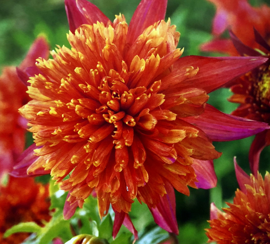 Jive PowderPuff/Anemone Dahlia 1 Root Clump NEW