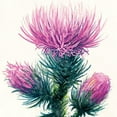 thumbnail image 2 of DIXON TIC/ STRATHMORE 44012 WATERCOLOR COLD PRESS SPIRAL PAD 140LB 12 SHEETS 6X12, 2 of 2