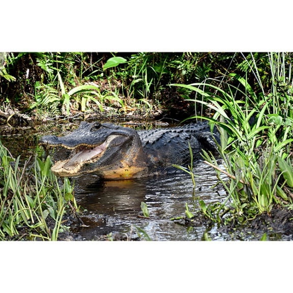 28" X 44" Panel Alligators Crocodiles Reptiles Animals Swamp Call of the Wild Green Cotton Fabric Panel (V5334-8-GREEN)