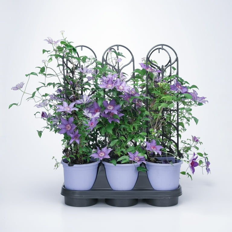 clematis Amazon.com : 20 Pcs Mixed Clematis Seeds Flower Vine