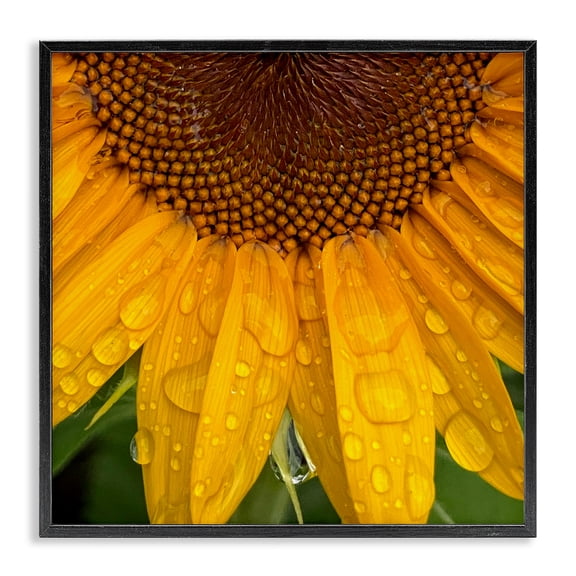 Stupell Industries French Country Water Droplets Sunflower Nature Black Framed Giclee Art, 12 x 12, by Gloria Palmer