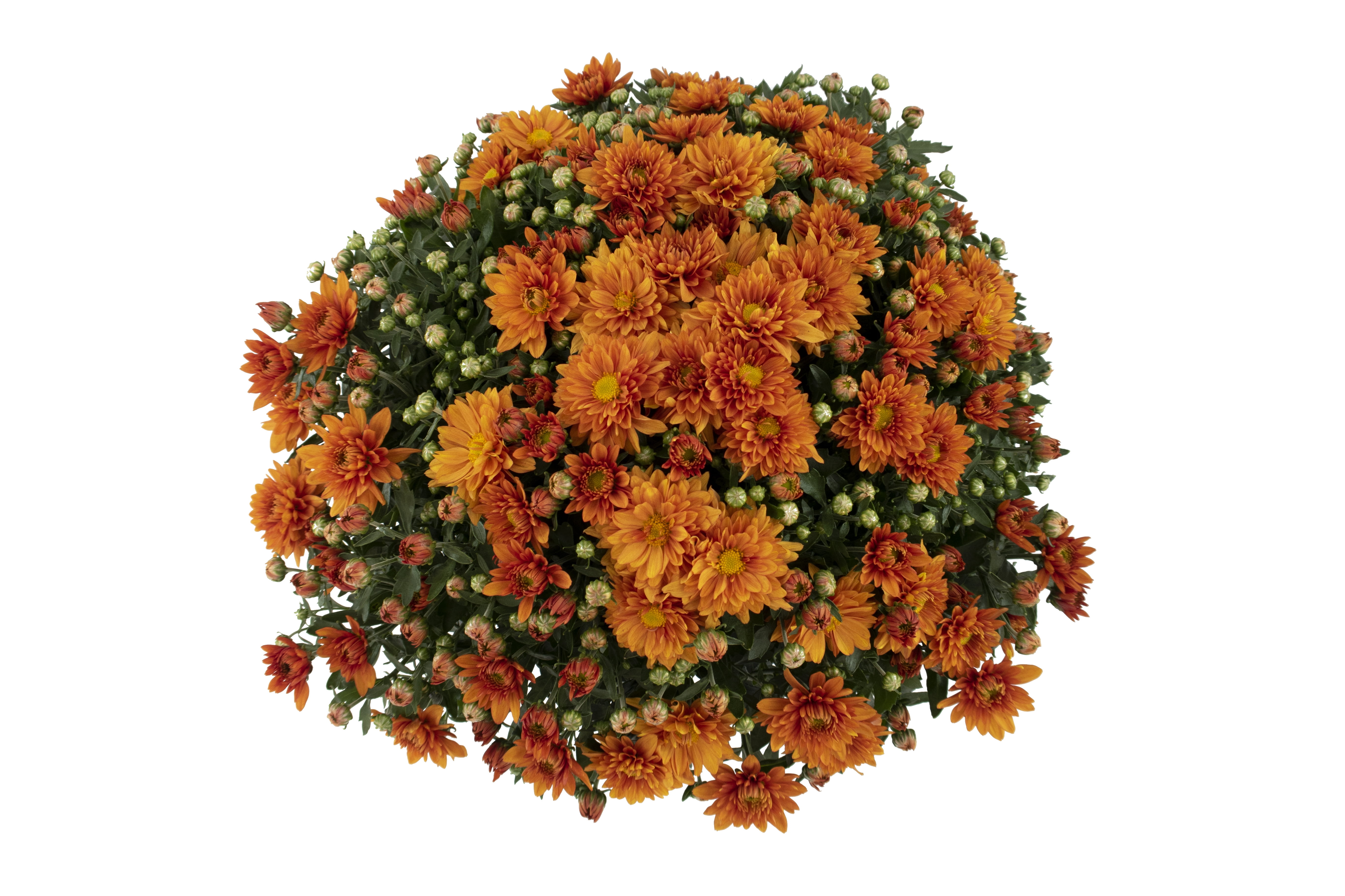 Expert Gardener 3.0QT Orange Mum Live Plant in Grower Pot