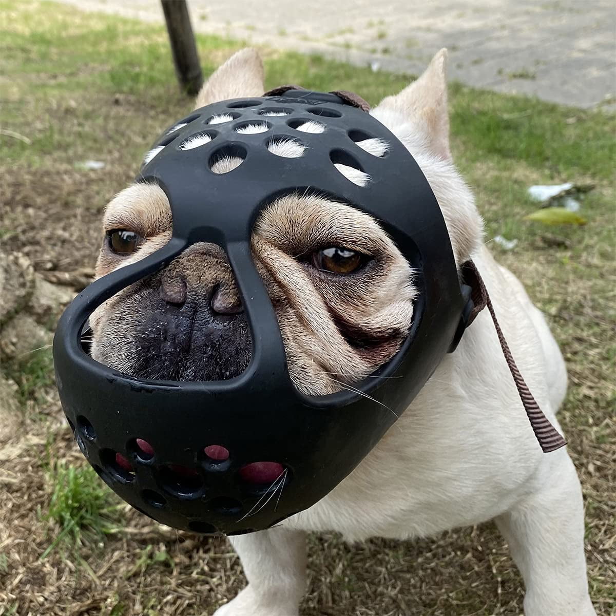 basket muzzle for shih tzu