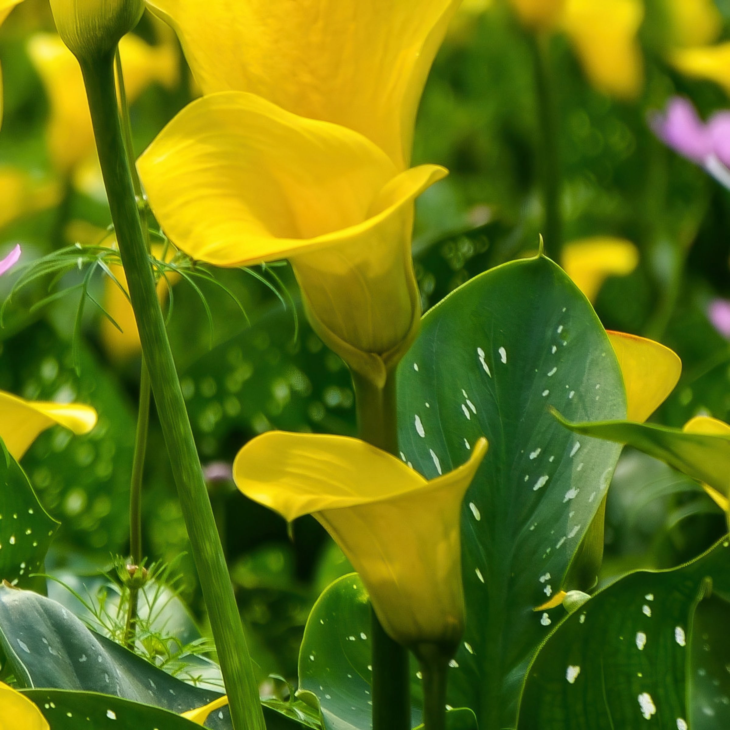 National Plant Network Calla Lily Sun Club Bulbs (3-Pack)