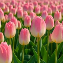 Kunyun Tulip Bulbs – 20 Count – Pink & White Rembrandt Tulips – Large Spring Blooming Darwin Hybrid Flowers for Gardens