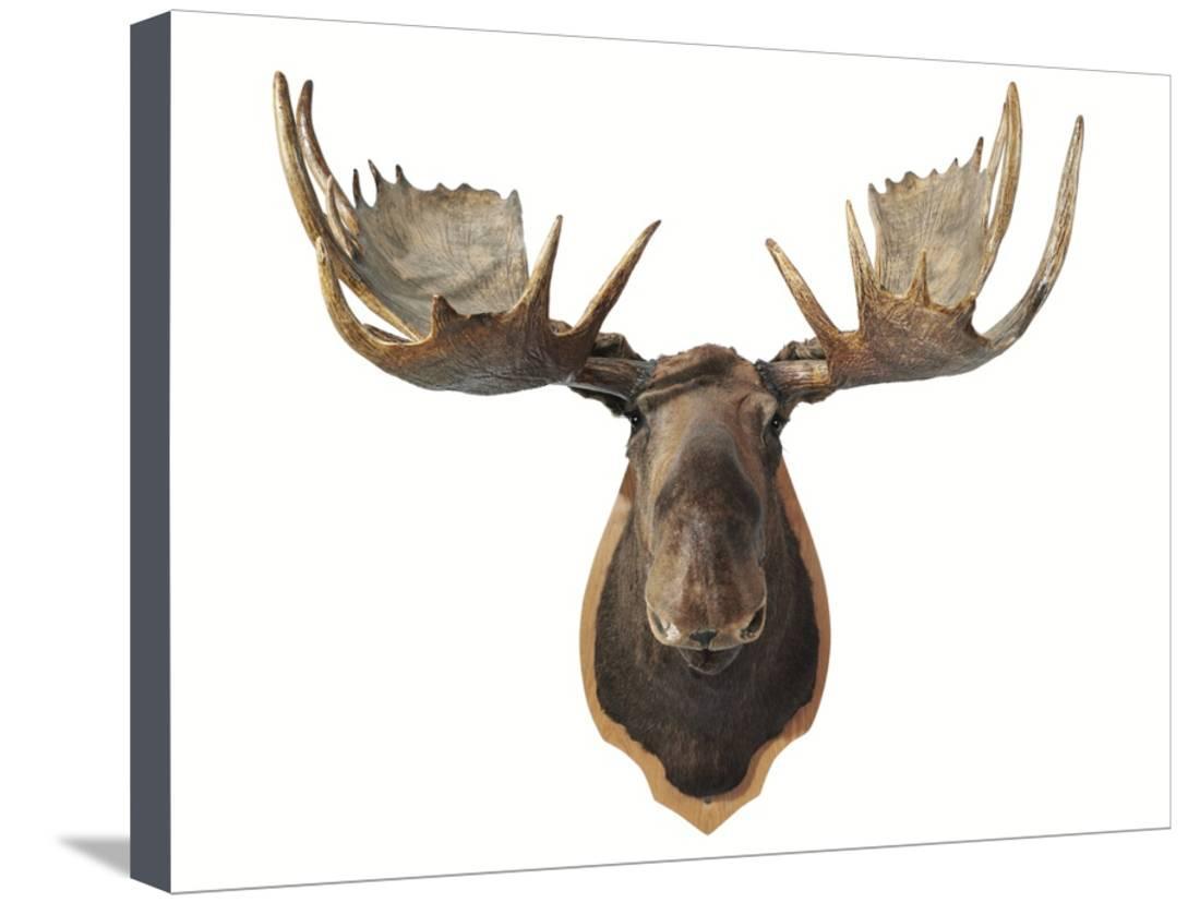 Canadian Taxidermy Moose Head Hunting Trophy, Mounted on an Oak Shield