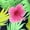 GRASS GARDEN, PINK, variant on Men's Hawaiian Shirt Tropical Floral Beach Shirts Casual Short Sleeve Button Down Untuckit Shirts for Men 5XL Grass Garden, Purple