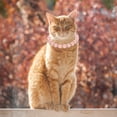 thumbnail image 6 of NOGIS Dog Cat Pearls Necklace Collar with Bling Accessories and Ribbon Bow Pet Puppy Jewelry for Female Dogs Cats Small Medium (Size L, Pink), 6 of 7