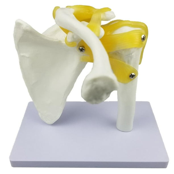 Modelo de Articulación Del Hombro con Ligamentos Funcionales, Modelo Anatómico , Tamaño Natural, 6.69 X 5.91 X 7.09 Pulgadas