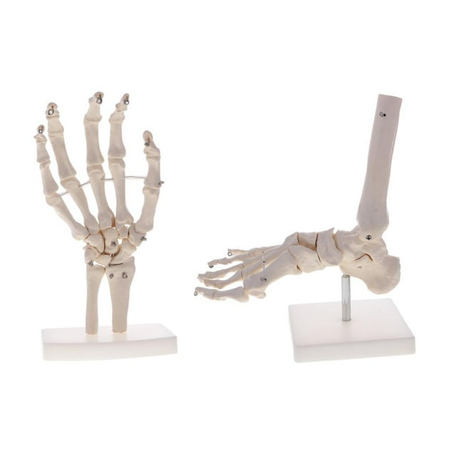 Modelo de articulación de tamaño 2 piezas, exhibición de de ciencia, decoración, escultura de enseñan