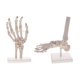 thumbnail image 1 of 1: 1 de Modelo de Articulación de Tobillo de piezaza Suministros de Herramienta de Aprendizaje boratorio de Ciencias Yotijar Modelo de esqueleto de mano, 1 of 8