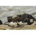 thumbnail image 2 of Illg, Cathy and Gordon 32x23 White Modern Wood Framed Museum Art Print Titled - Sea Lion Island Rockhopper penguins resting, 2 of 4
