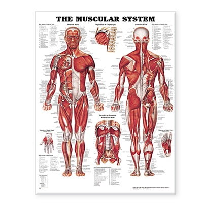 - The Muscular System Anatomical Chart-Paper