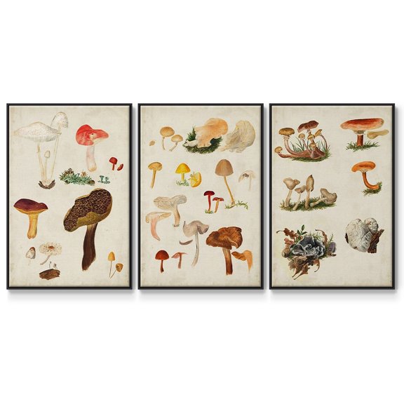 Mushroom Species X - Framed Premium Gallery Wrapped Canvas L Frame 3 Piece Set - Ready to Hang