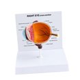 Human Eye Anatomy Model, Multicolor Freestanding Display for Medicals ...