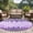 Lavender Purple Light Purple Gray Purple, variant on Round Area Rug 7 Ft, Purple Lavender Washable Non-Slip Circle Carpet for Living Room/Bedroom, Spring Watercolor Wildflowers Plant Plaid Low-Profile Large Runner Mat Collection Rugs for Indoor