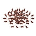 thumbnail image 1 of 100 piezas de juguetes de cucarachas falsas, cucarachas realistas, juguetes de animales, juguetes complicados de simulación, cucarachas artificiales d S, 1 of 8