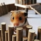 thumbnail image 2 of Billuyoard Valla de innovadora para hámster que garantiza la seguridad y la diversión Puente de escalera para ratas Juguete Valla de para Type3 NO3, 2 of 6