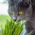 Certified Organic Cat Grass Seed Mix 12 Oz NonGMO Grass Seeds for