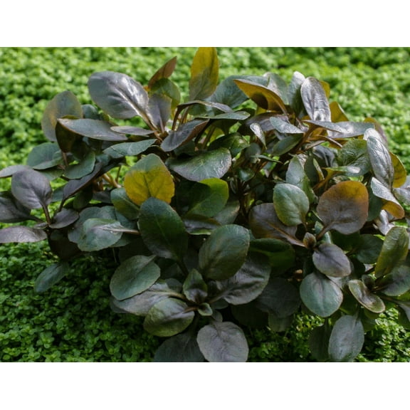 Cardinal Dwarf (Lobelia Cardinalis) potted live aquatic plant