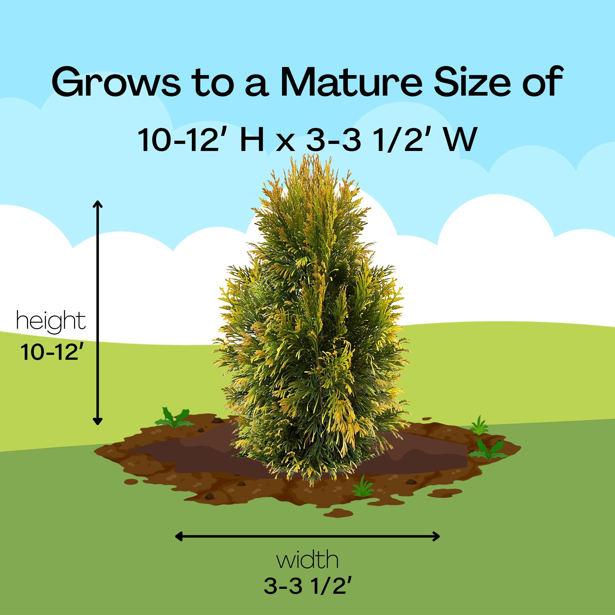 Southern Living Forever Goldy Arborvitae Live Shrub in 2-Gallon Grower Pot
