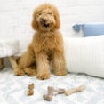 thumbnail image 2 of Paquete de juguetes masticables Nylabone estilo gourmet para perros pequeños, 2 of 9
