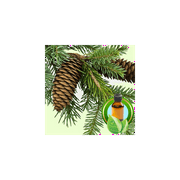 Gurjun Balsam ESSENTIAL OIL-3.5 oz