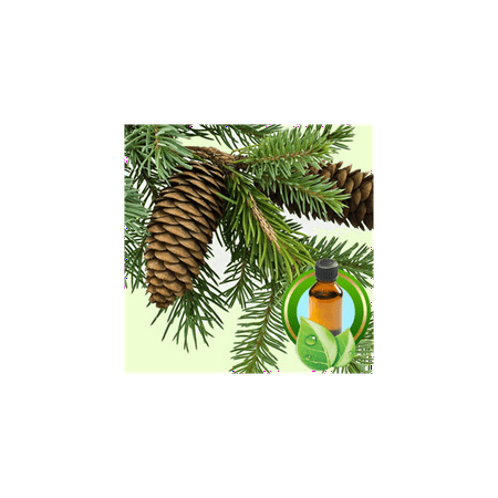 Gurjun Balsam ESSENTIAL OIL-3.5 oz