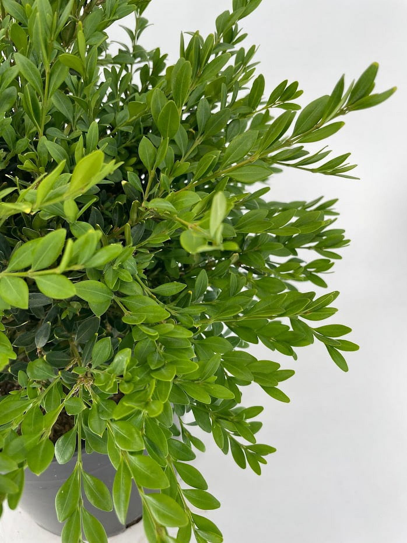 ◇あご当てCozina型 HillClamp BoxWood 4/4 Amazon.com : Winter