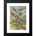 thumbnail image 2 of Johann Friedrich Naumann 14x18 Black Modern Framed Museum Art Print Titled - Acanthis Cannabina, Acanthis Flavirostris, 2 of 5